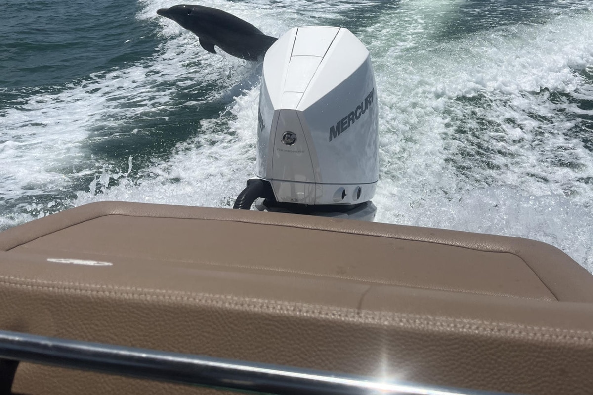 Dolphin leaps beside boat motor in churning ocean wake